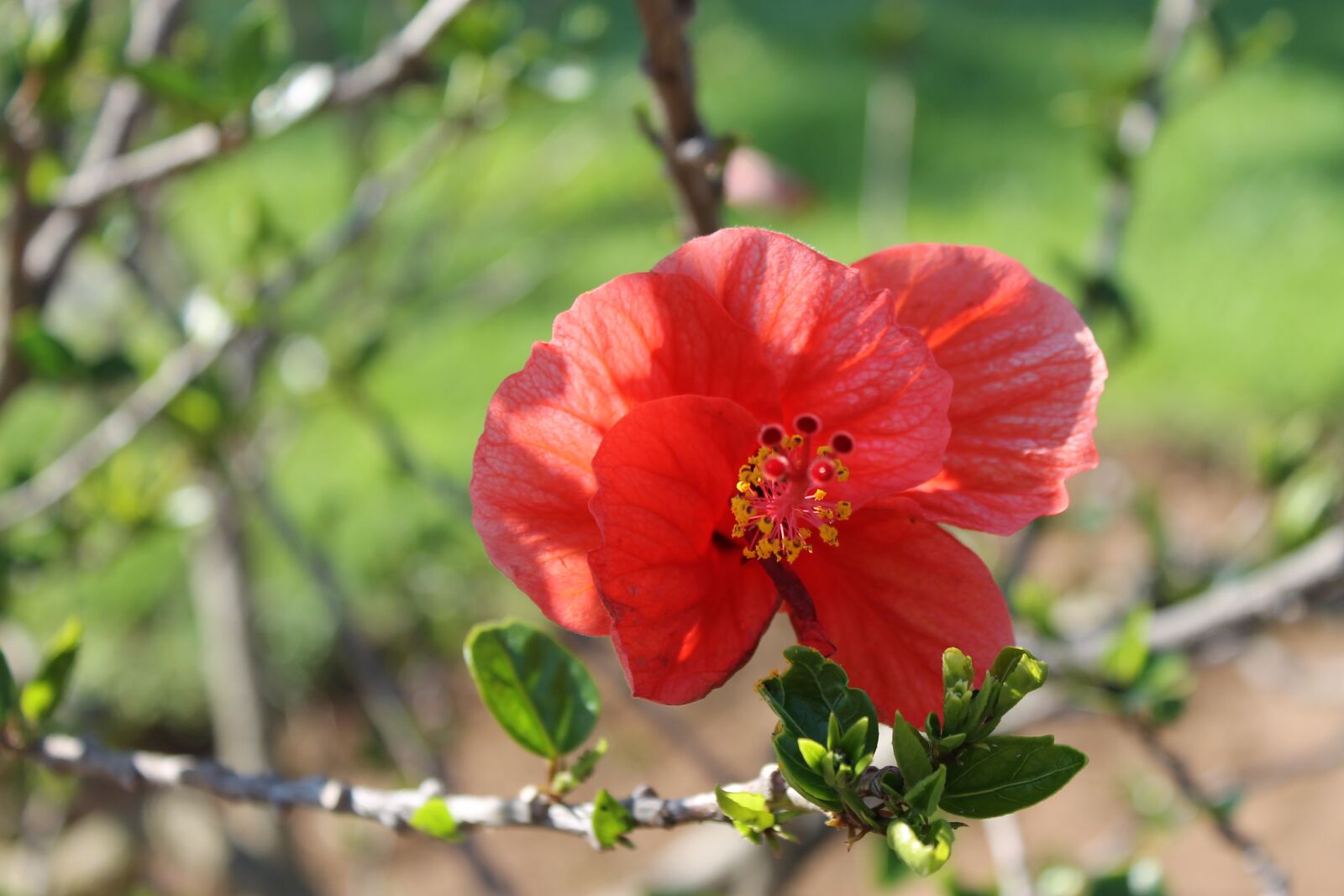 Canon EOS 1100D (EOS Rebel T3 / EOS Kiss X50) sample photo. Flower, nature, red photography