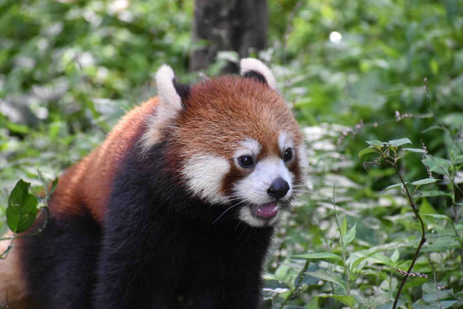 Nikon D5600 sample photo. Zoo, animal, red photography
