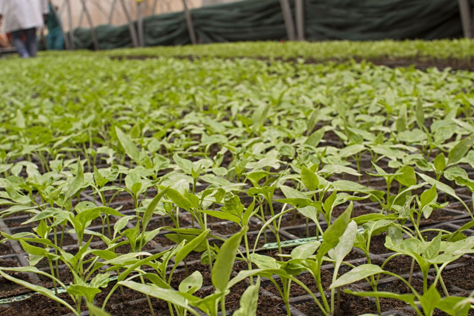 Canon EOS 7D sample photo. Agriculture, bio, farm photography
