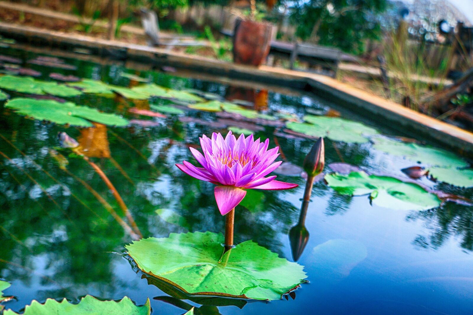 Canon EOS 70D sample photo. Shapla ful, flower, water photography