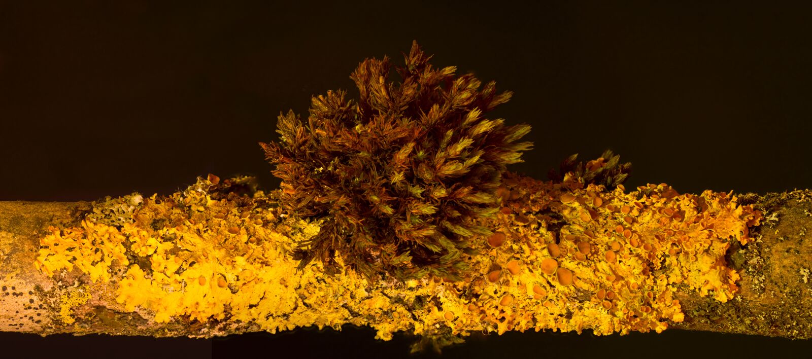 Canon EOS 7D sample photo. Lichen, yellow lichen, xanthoria-parietina photography