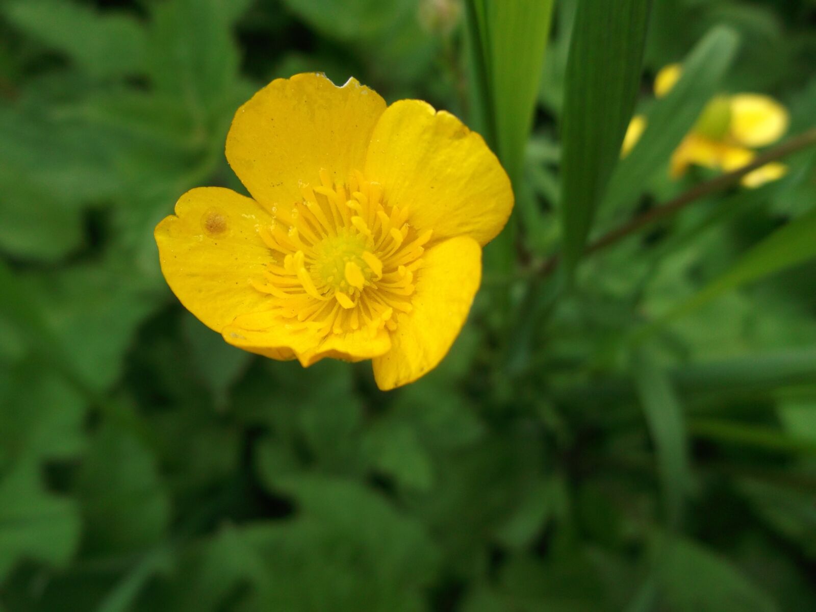 Fujifilm FinePix AX300 sample photo. Buttercup, pointed flower, flowers photography