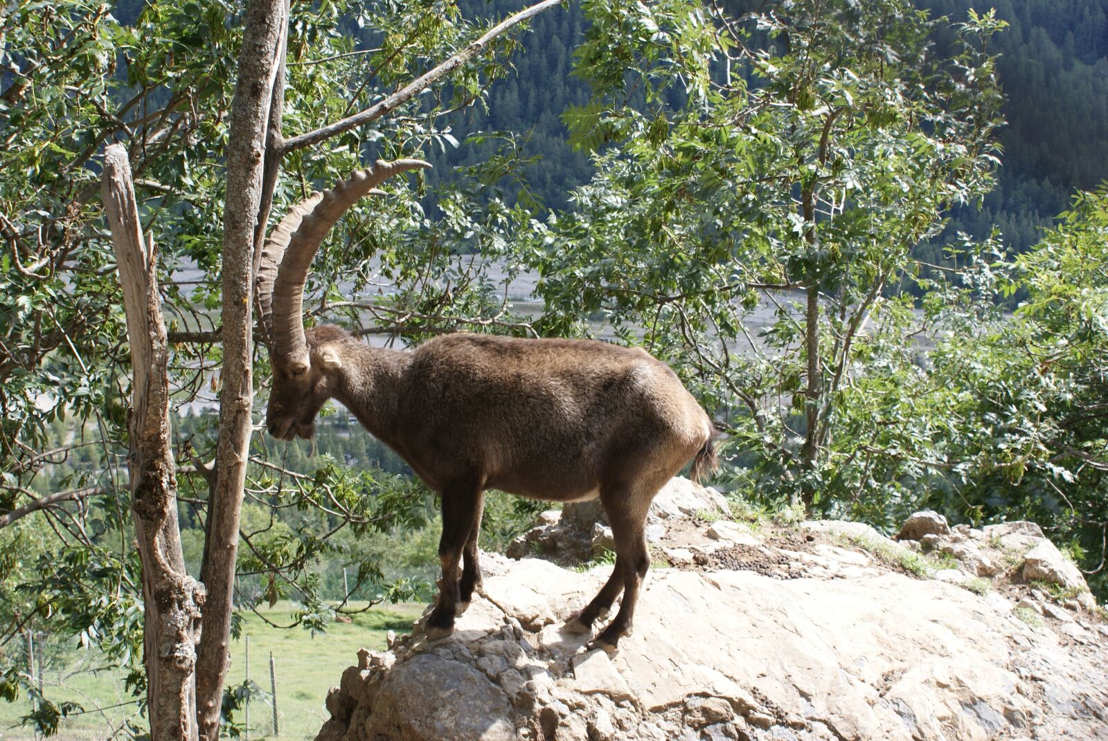 Sony Alpha DSLR-A200 sample photo. Ibex, fauna, nature photography