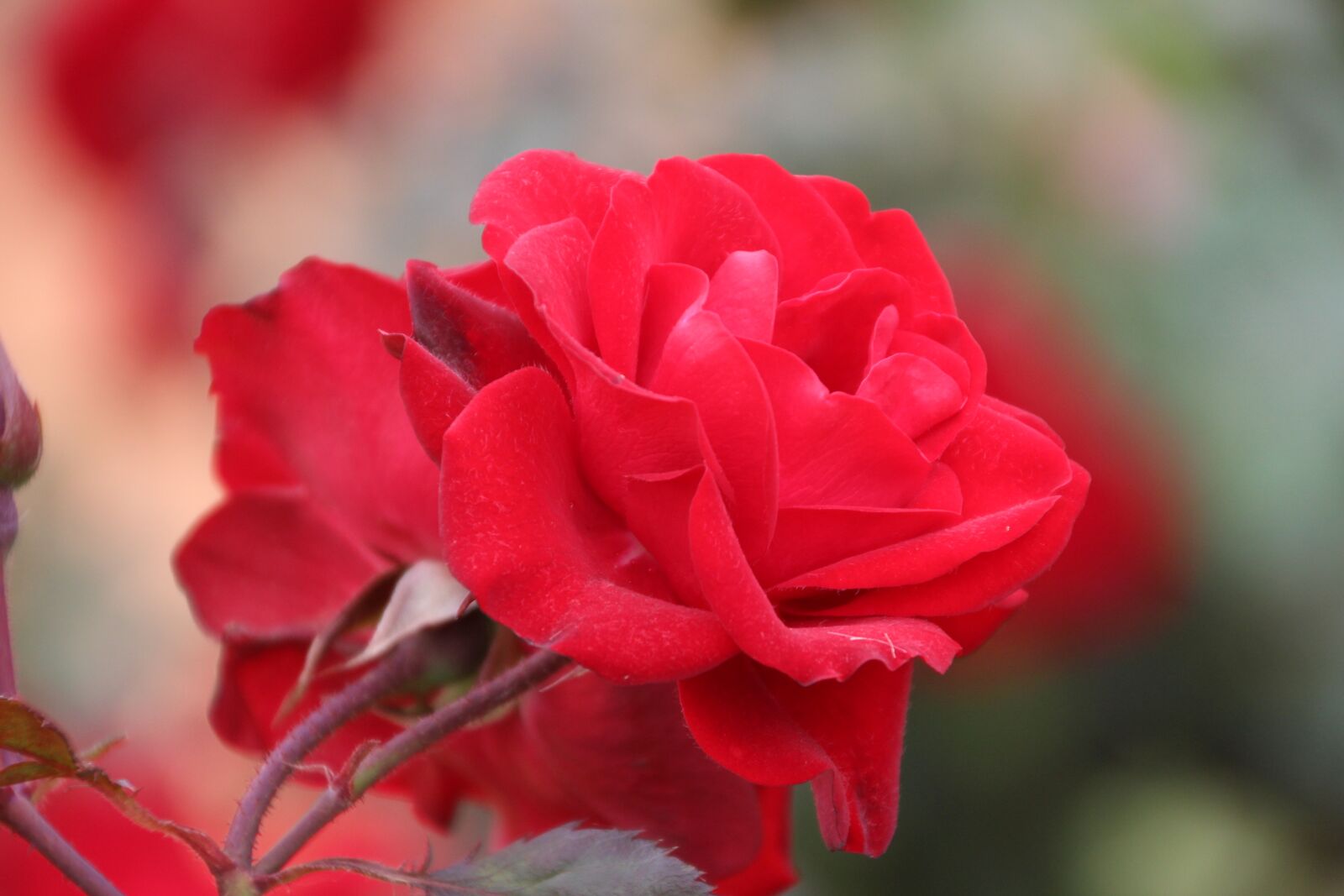 Canon EOS 600D (Rebel EOS T3i / EOS Kiss X5) sample photo. Flower, red, rose photography