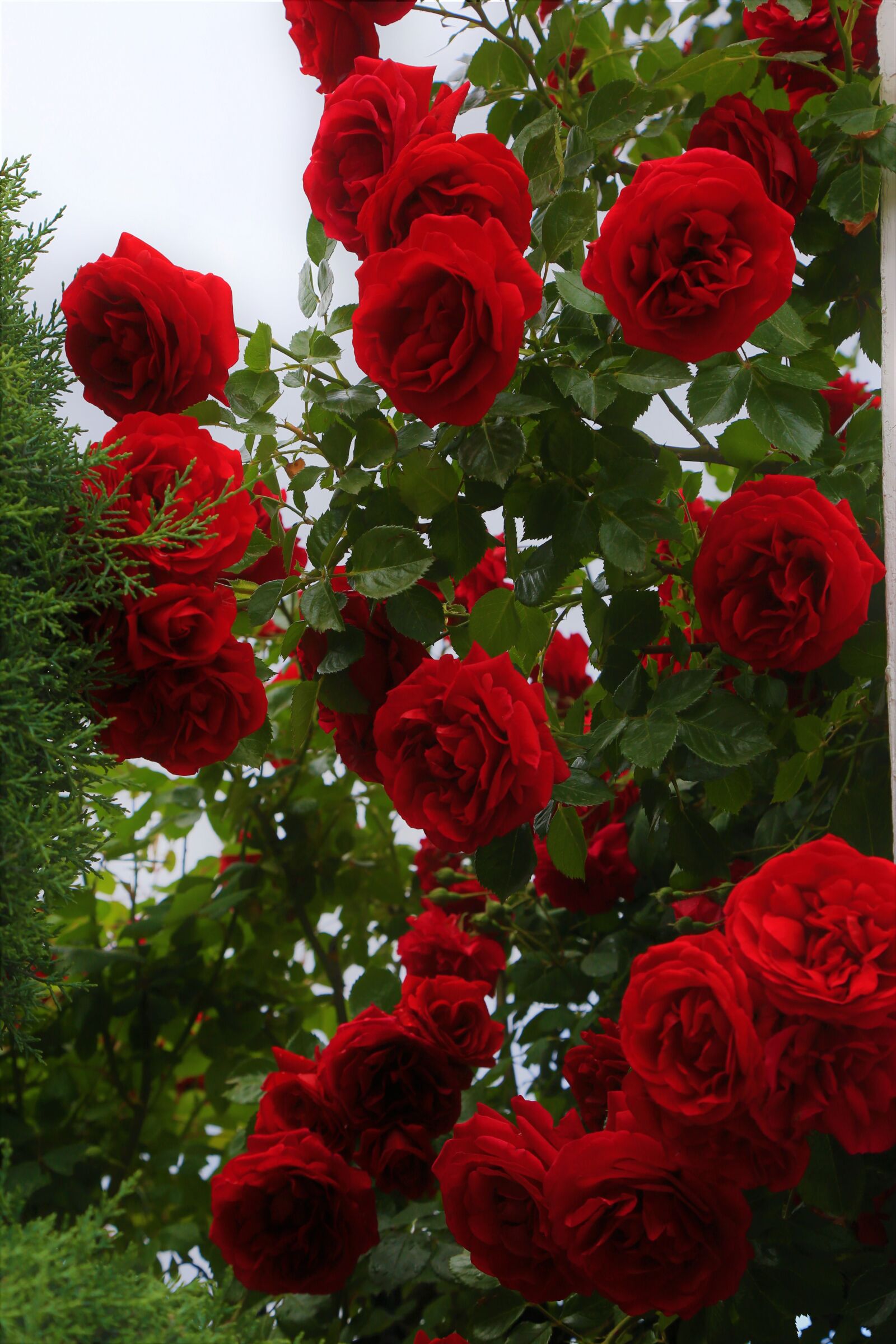 Canon EF 24-105mm F4L IS USM sample photo. Roses, spring, romantic photography
