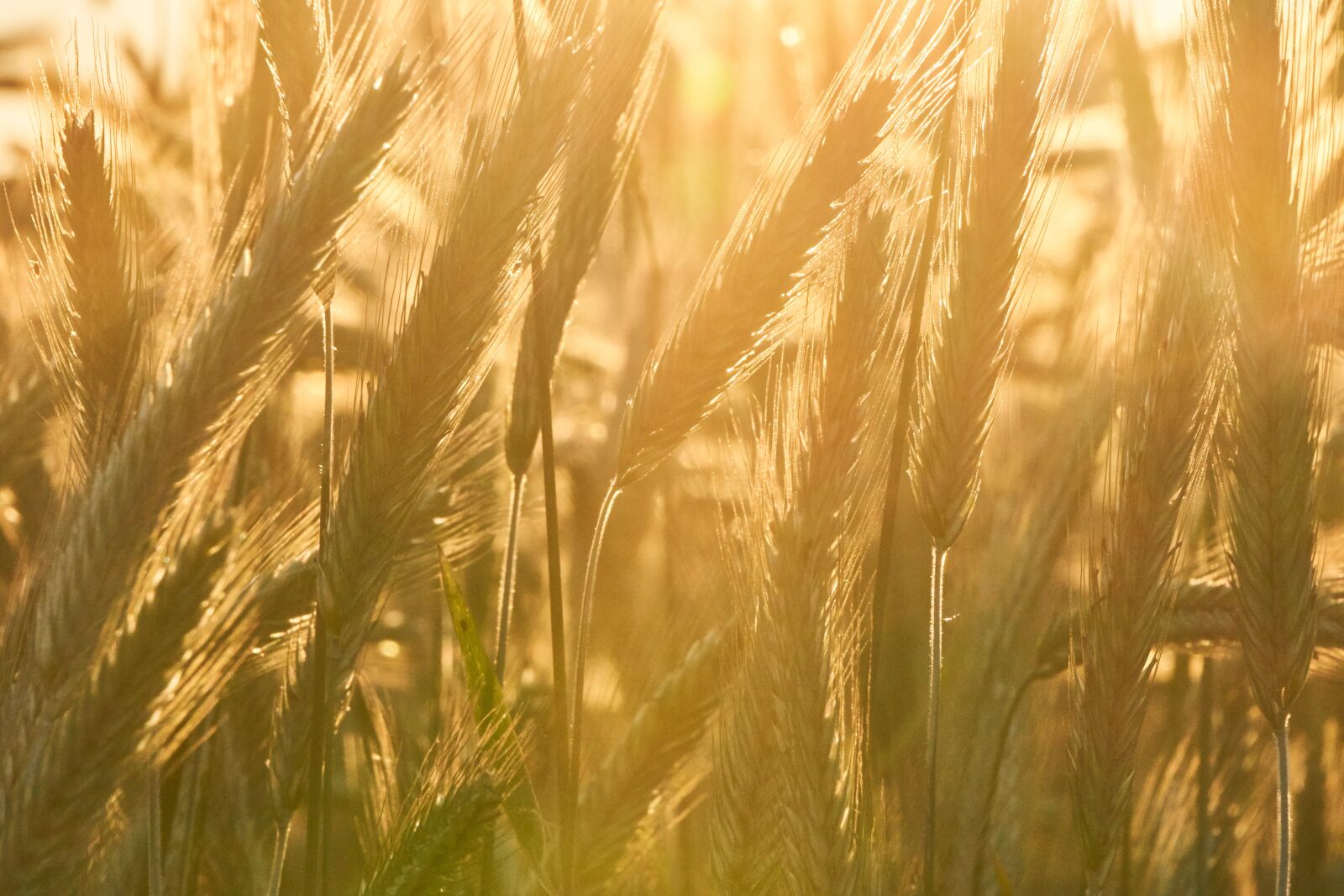 Sony a6400 + Sony E 55-210mm F4.5-6.3 OSS sample photo. Cereals, close up, macro photography