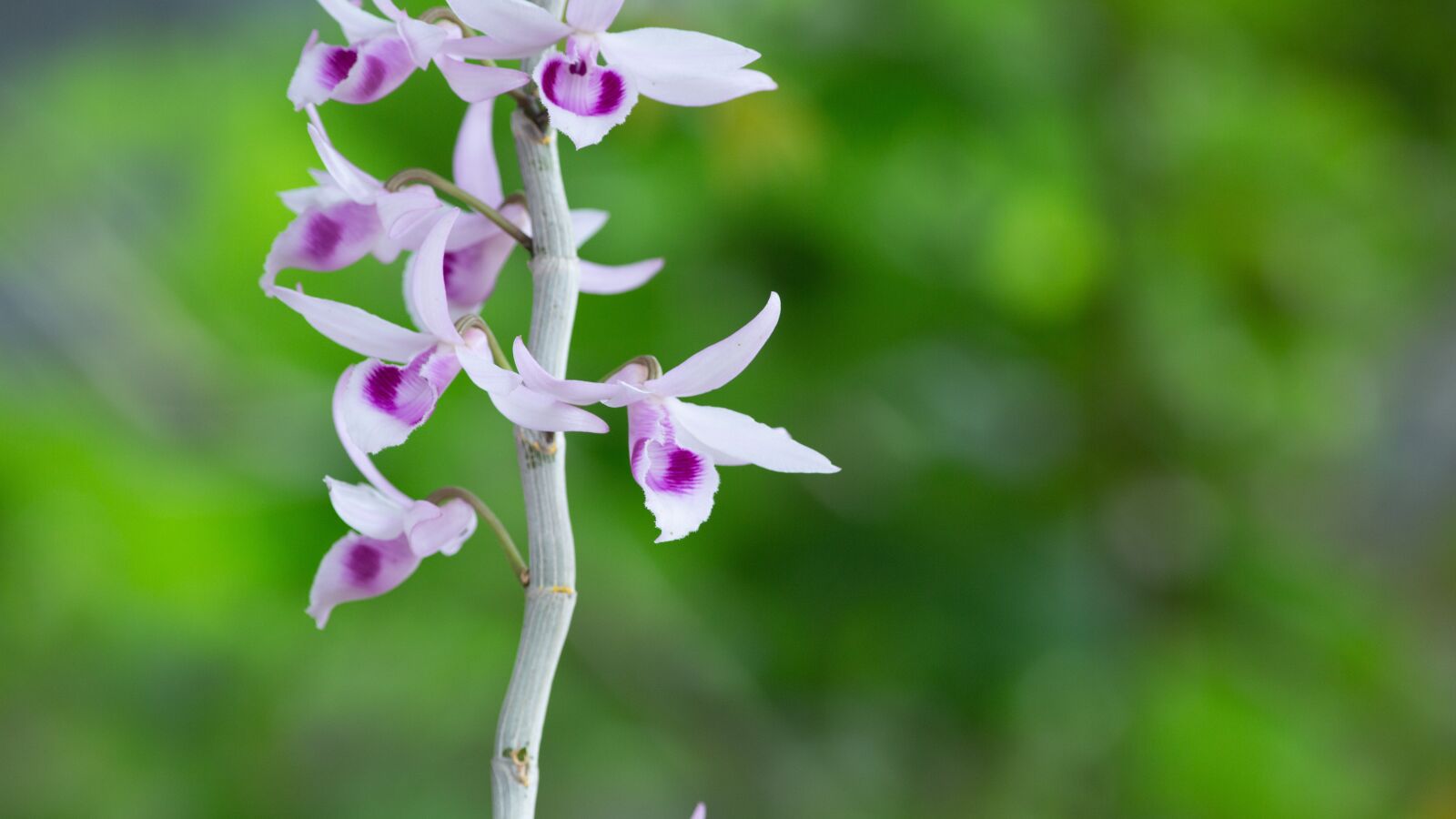 Canon EOS 5D Mark III sample photo. Orchid, orchids, flower photography