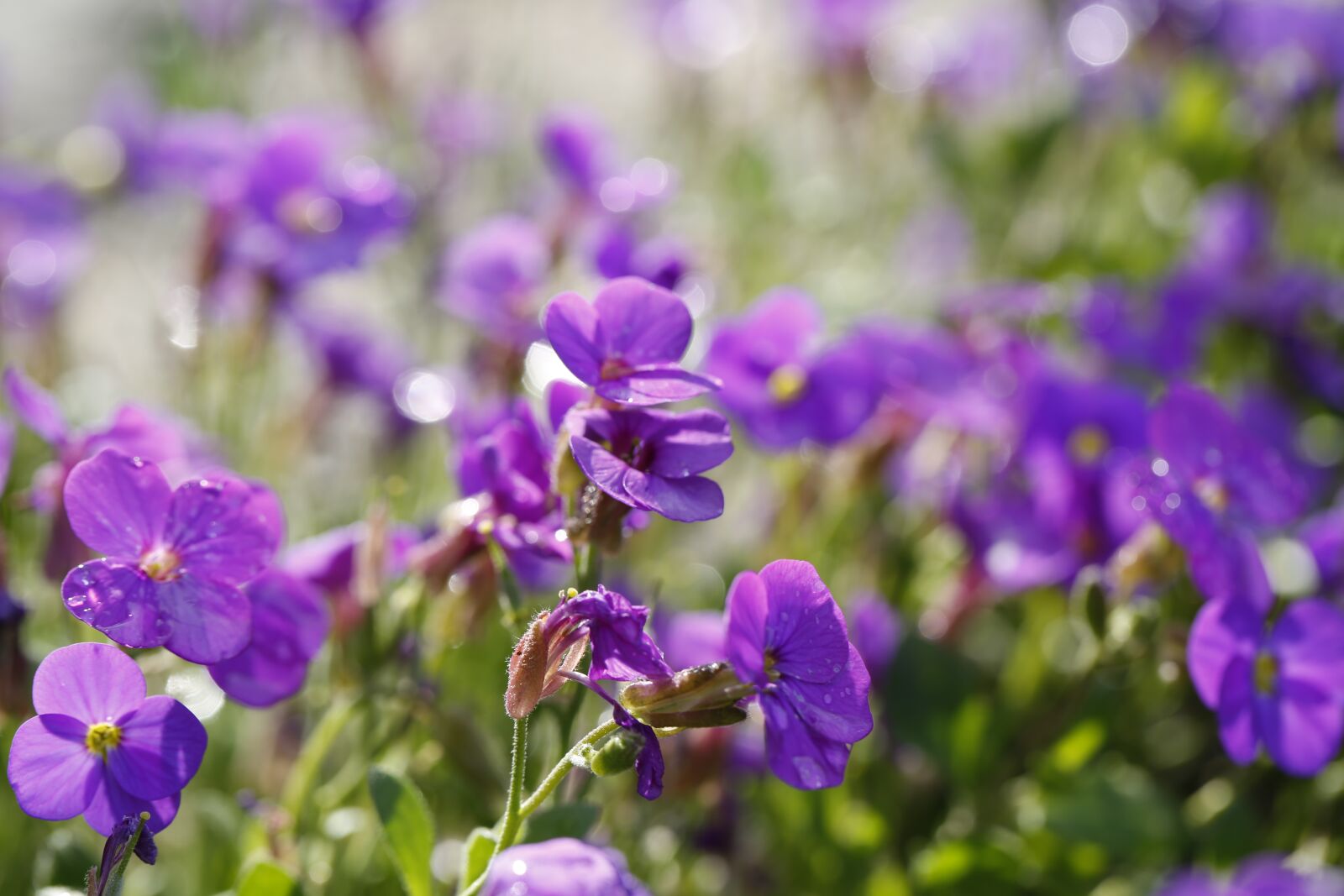 Canon EF 100mm F2.8L Macro IS USM sample photo. Flowers, garden, spring photography