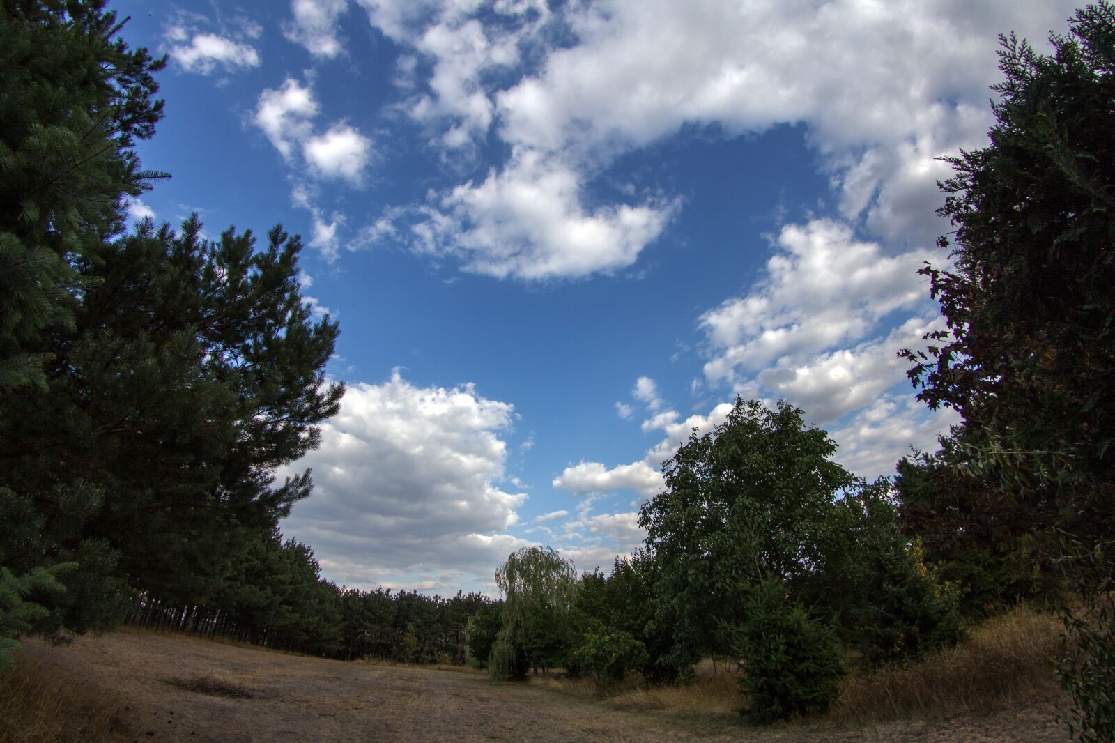 Canon EOS 600D (Rebel EOS T3i / EOS Kiss X5) sample photo. Clouds, trees, fish-eye lens photography