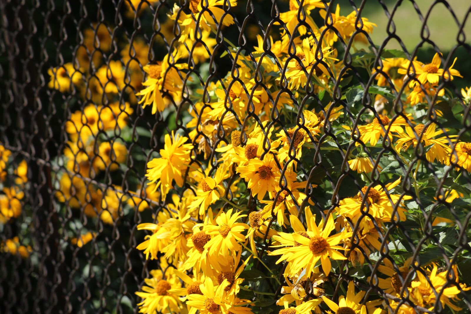 Canon EOS 1200D (EOS Rebel T5 / EOS Kiss X70 / EOS Hi) sample photo. Flowers, yellow, fencing photography
