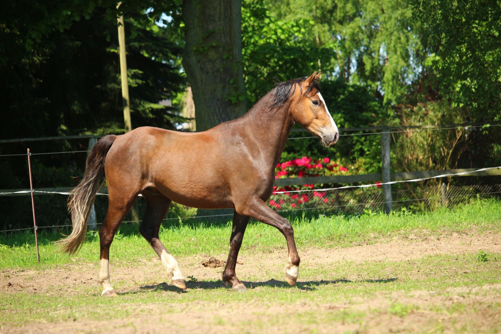Canon EOS 100D (EOS Rebel SL1 / EOS Kiss X7) sample photo. Horse, pony, brown photography
