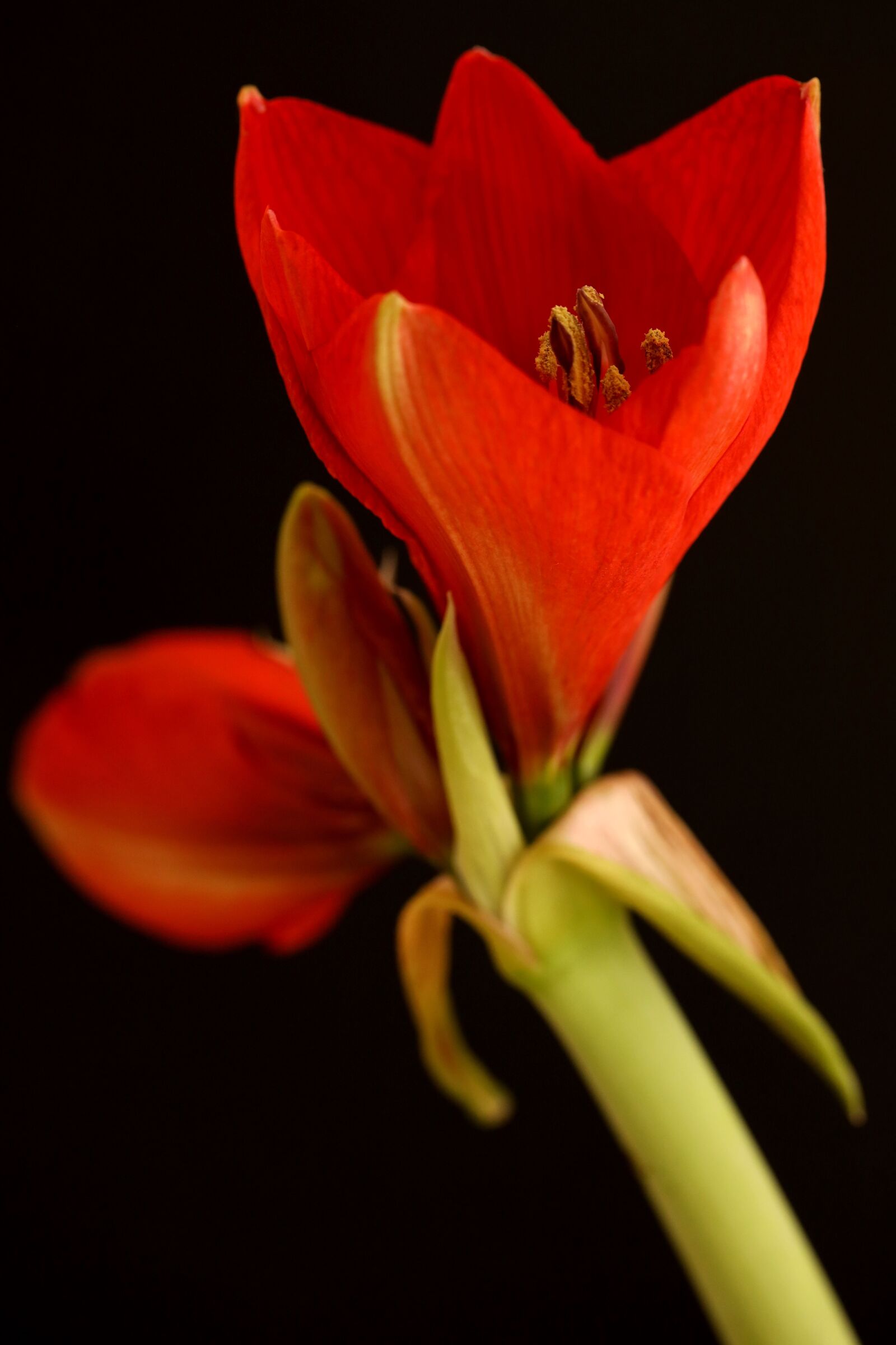 Canon EOS R sample photo. Amaryllis, blossom, bloom photography