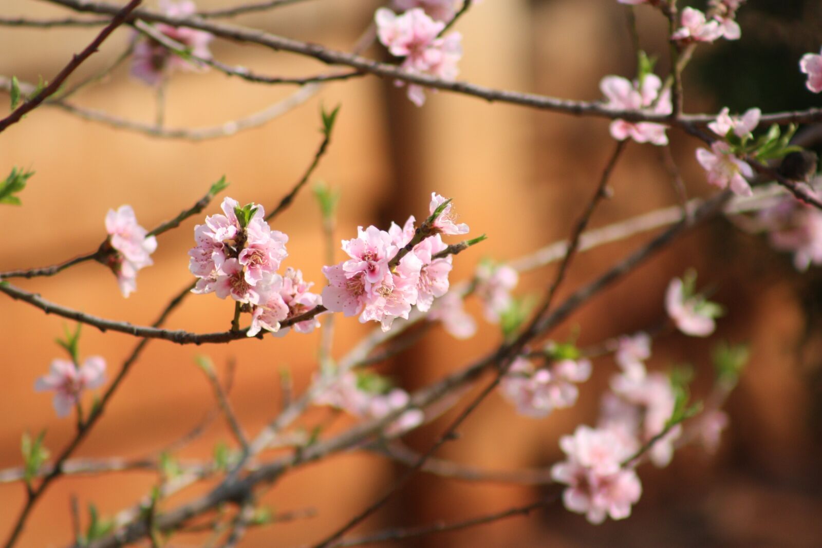 Canon EOS 450D (EOS Rebel XSi / EOS Kiss X2) sample photo. Flowers, spring, pink photography
