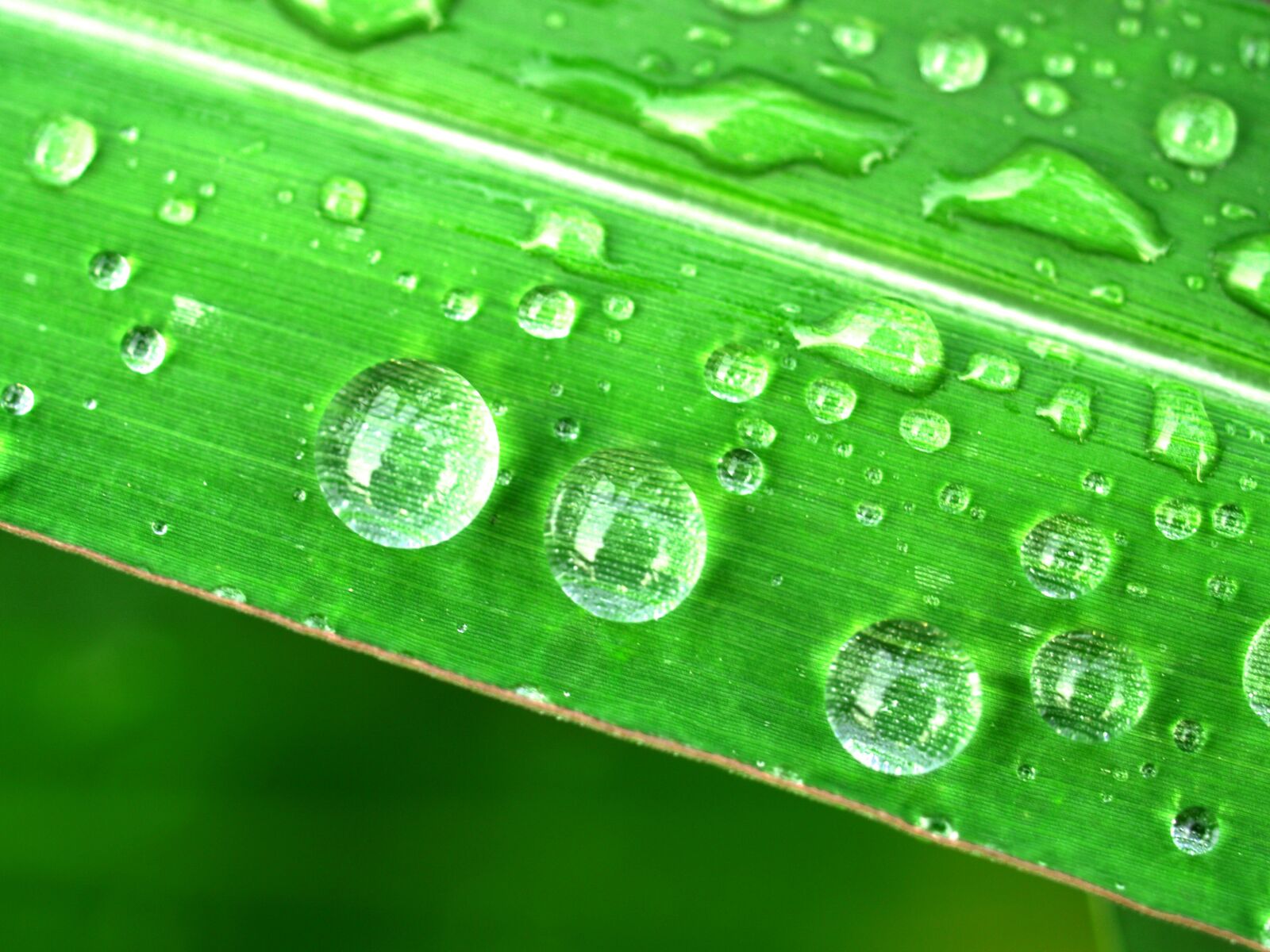 Olympus E-300 (EVOLT E-300) sample photo. Water, drops, leaf photography