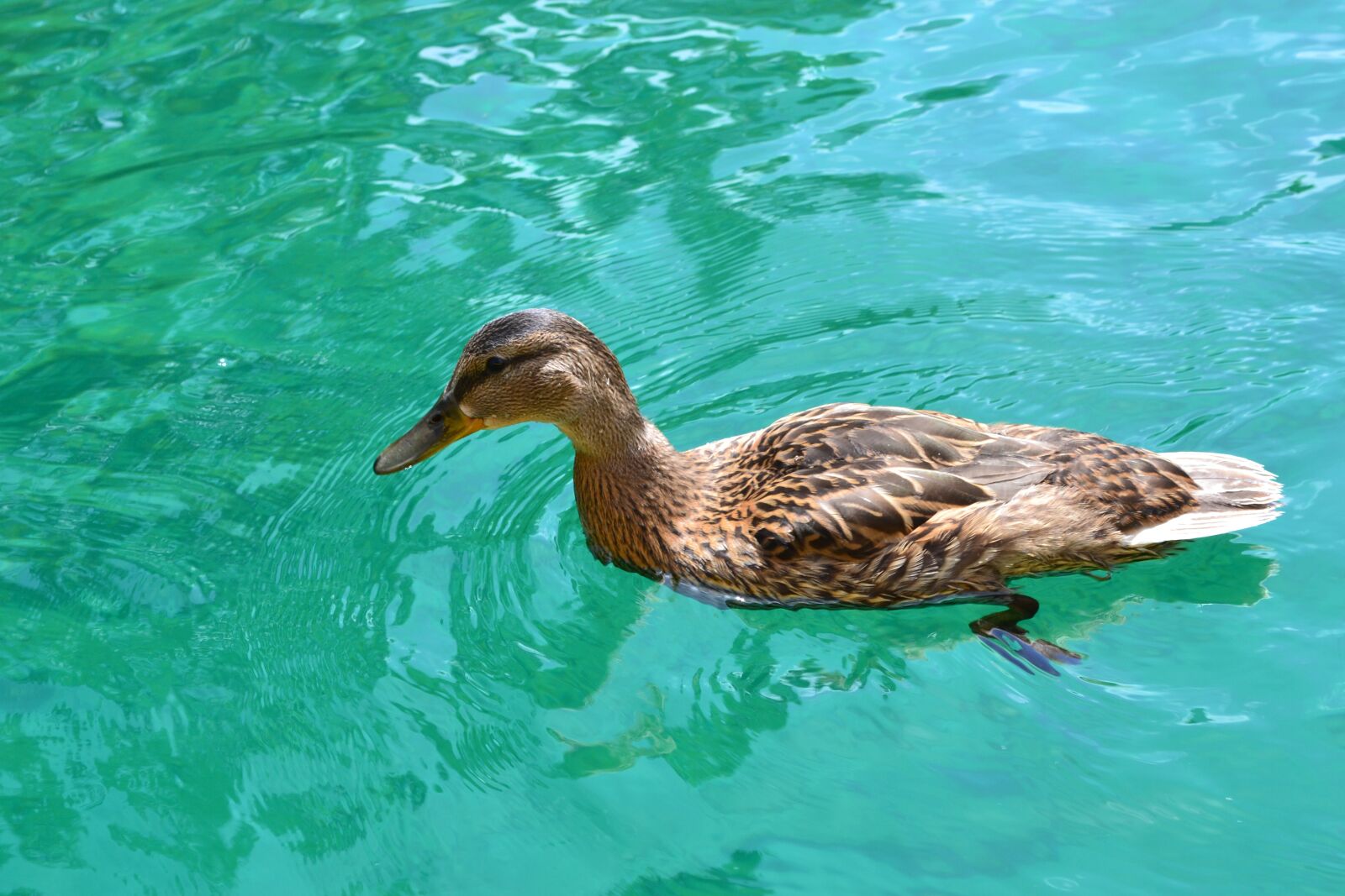 Nikon D3100 sample photo. Duck, duck bird, duck photography