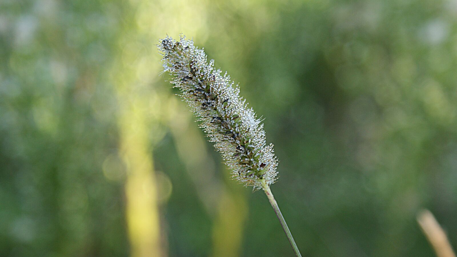 Sony Alpha DSLR-A350 sample photo. Grass, grasses, dew photography