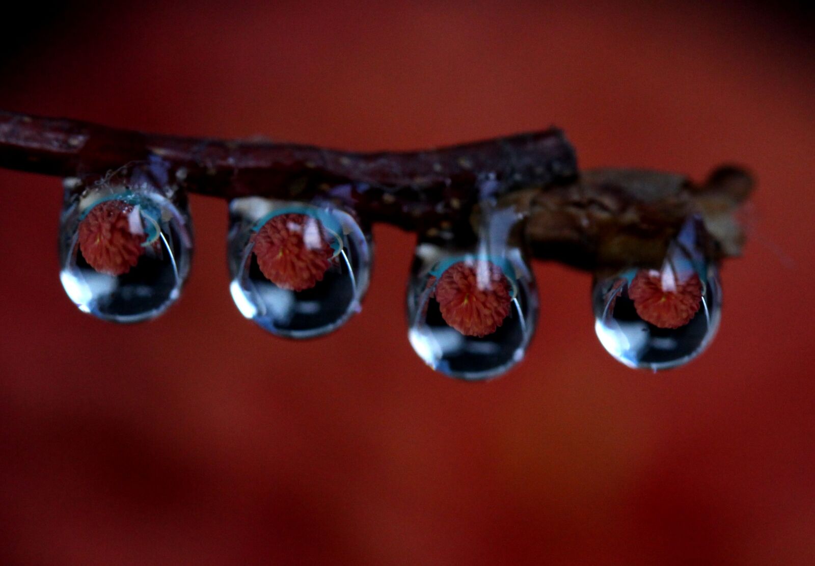 Canon EF-S 60mm F2.8 Macro USM sample photo. Drops, wet, dew photography