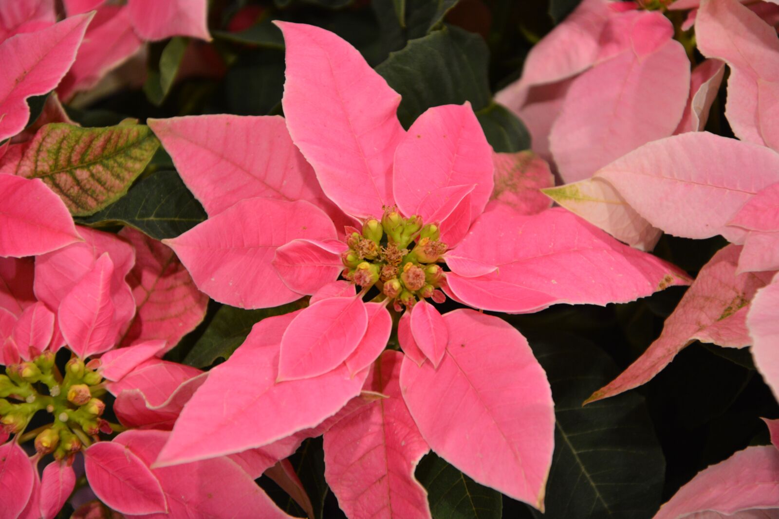 Nikon D5200 sample photo. Flowers, pink, summer flowers photography