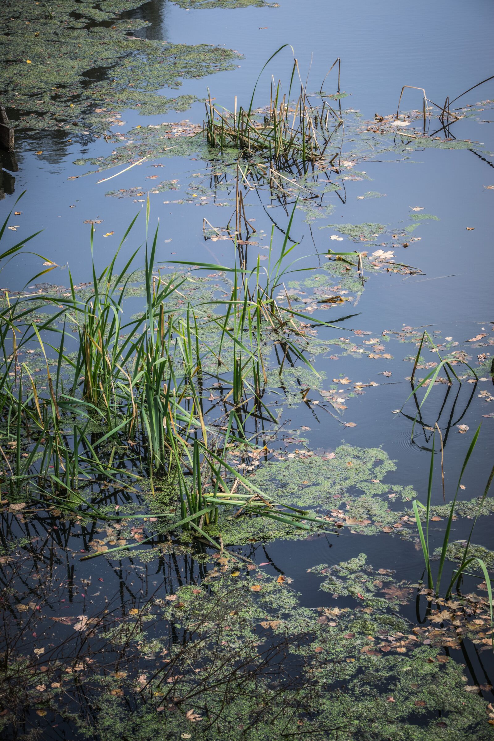 Nikon D5300 sample photo. Surface, vegetation, lake photography