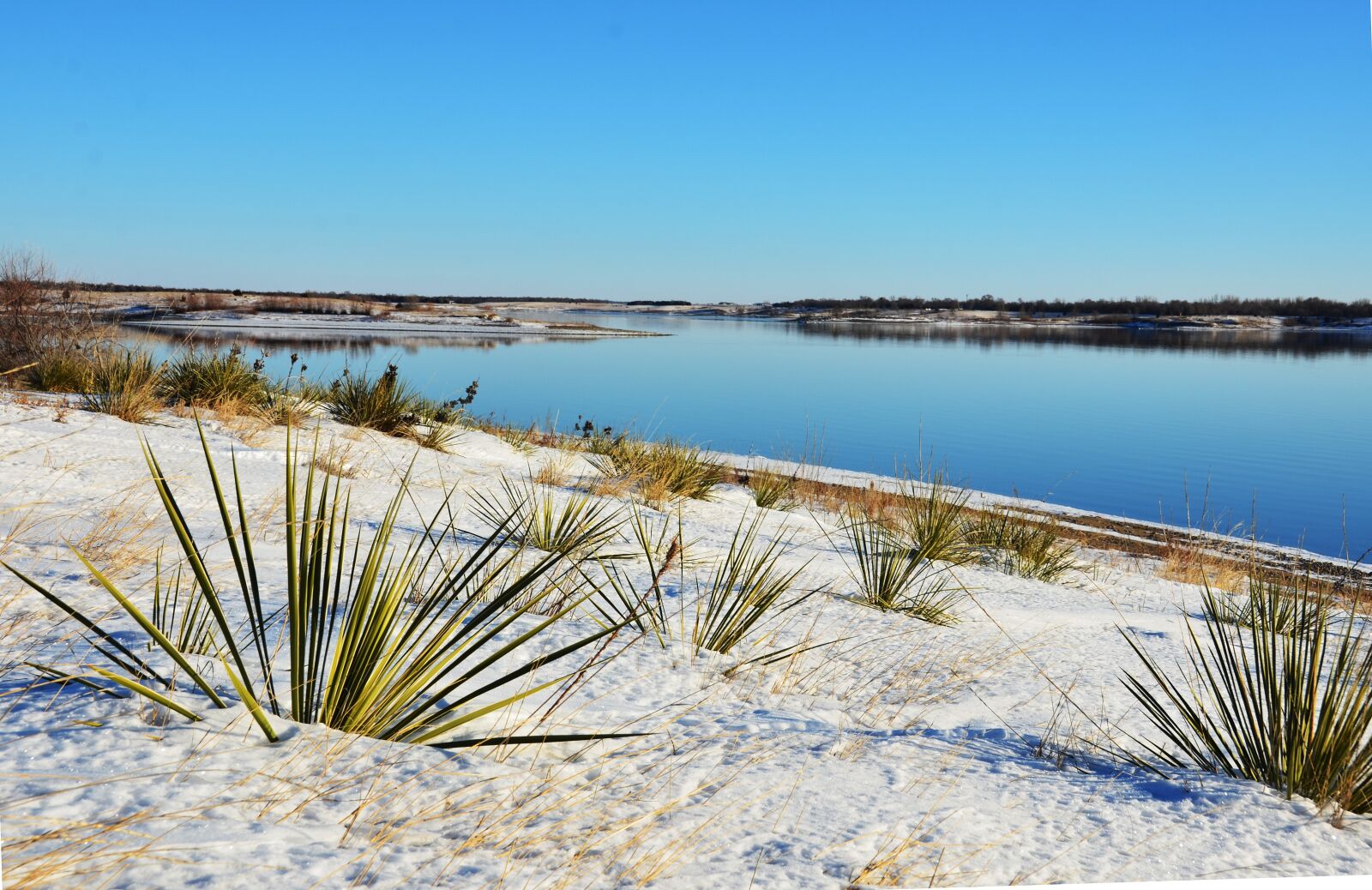 Nikon D7000 sample photo. Yucca, landscape, snow photography