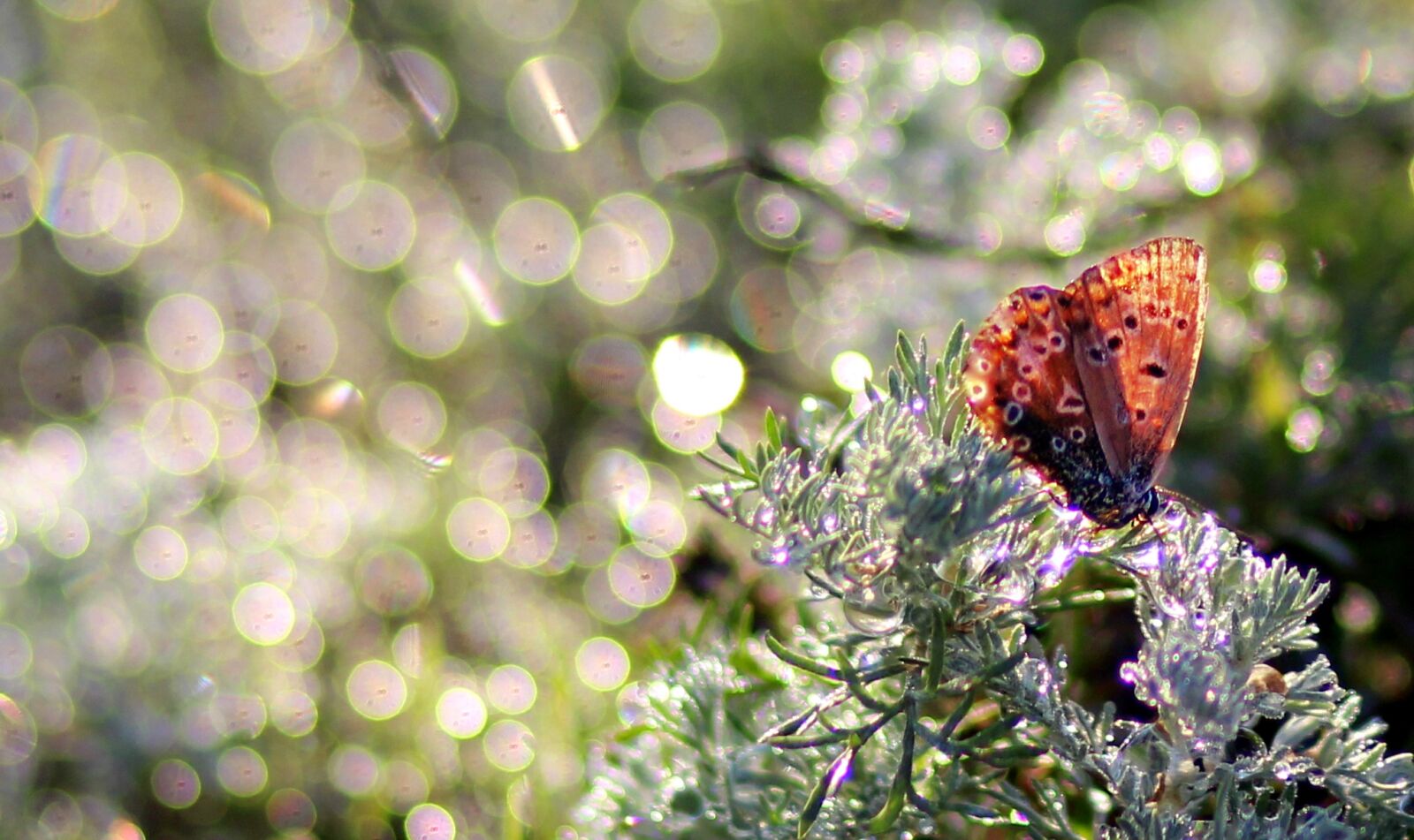 Canon EOS 700D (EOS Rebel T5i / EOS Kiss X7i) + Canon EF 85mm F1.8 USM sample photo. Butterfly, dew, morning photography
