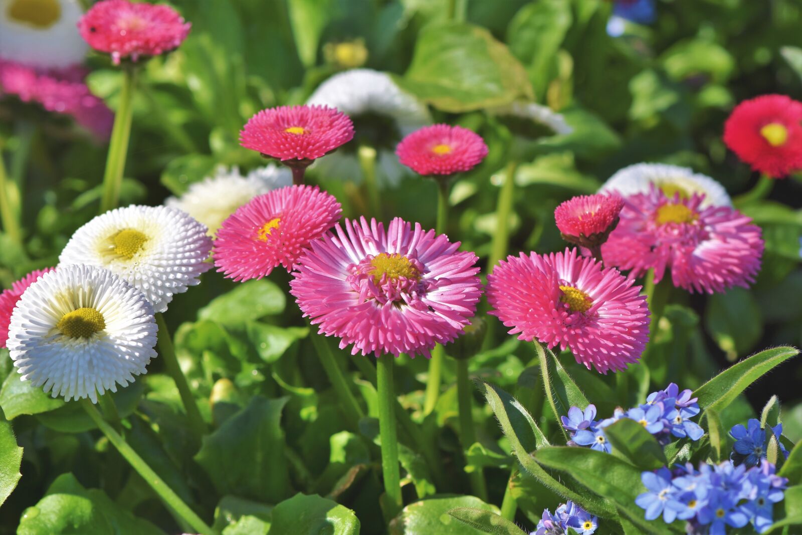 Nikon D7200 sample photo. Daisy, geese flower, spring photography