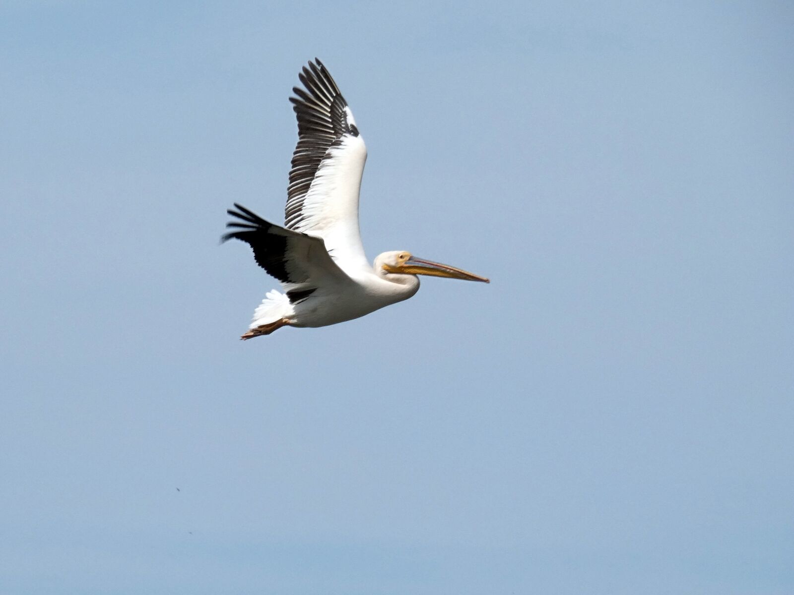Panasonic Lumix DC-FZ80 (Lumix DC-FZ82) sample photo. Pelican, flight, pelecanus photography