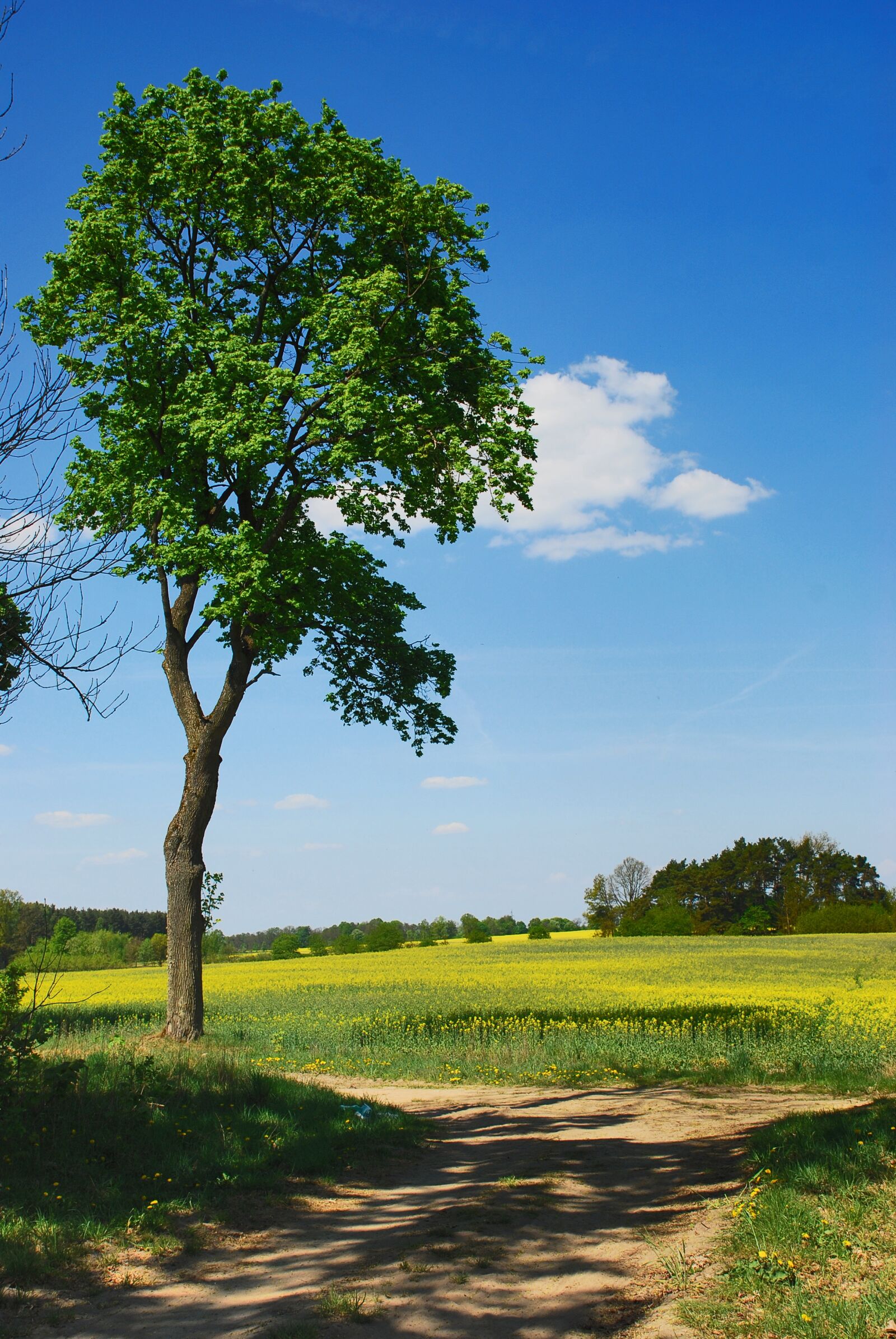 Nikon D80 sample photo. Tree, field photography