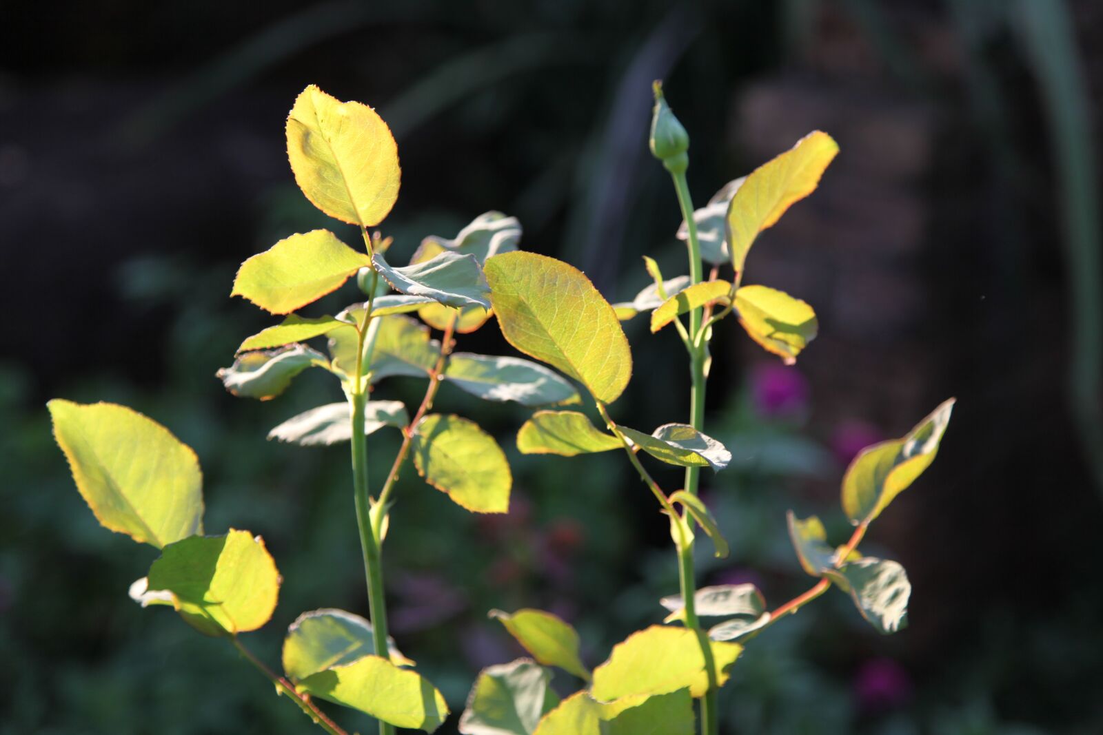 Canon EOS 5D Mark II sample photo. Flora, leaf, nature photography