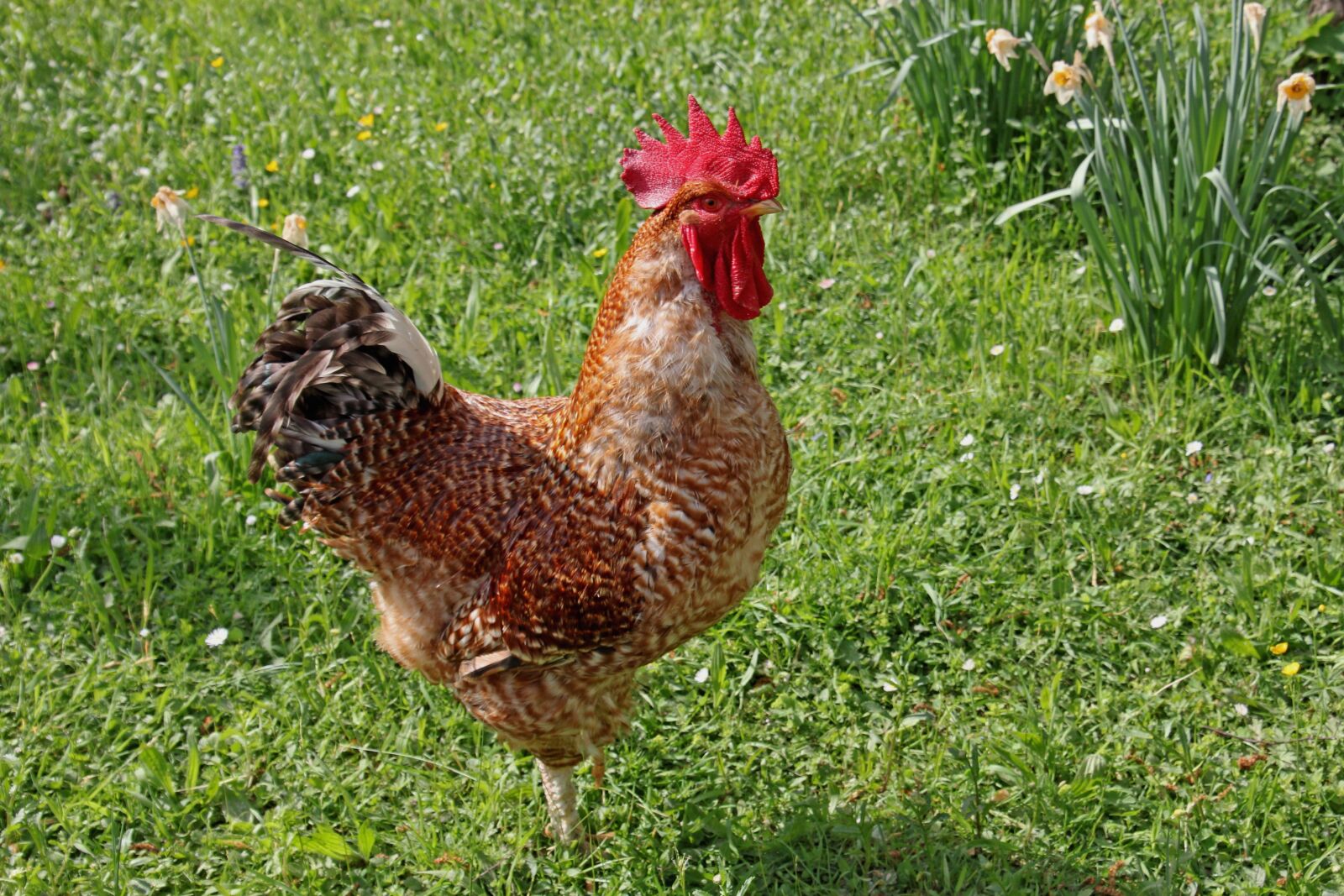 Canon EOS 60D sample photo. Hahn, agriculture, farm photography