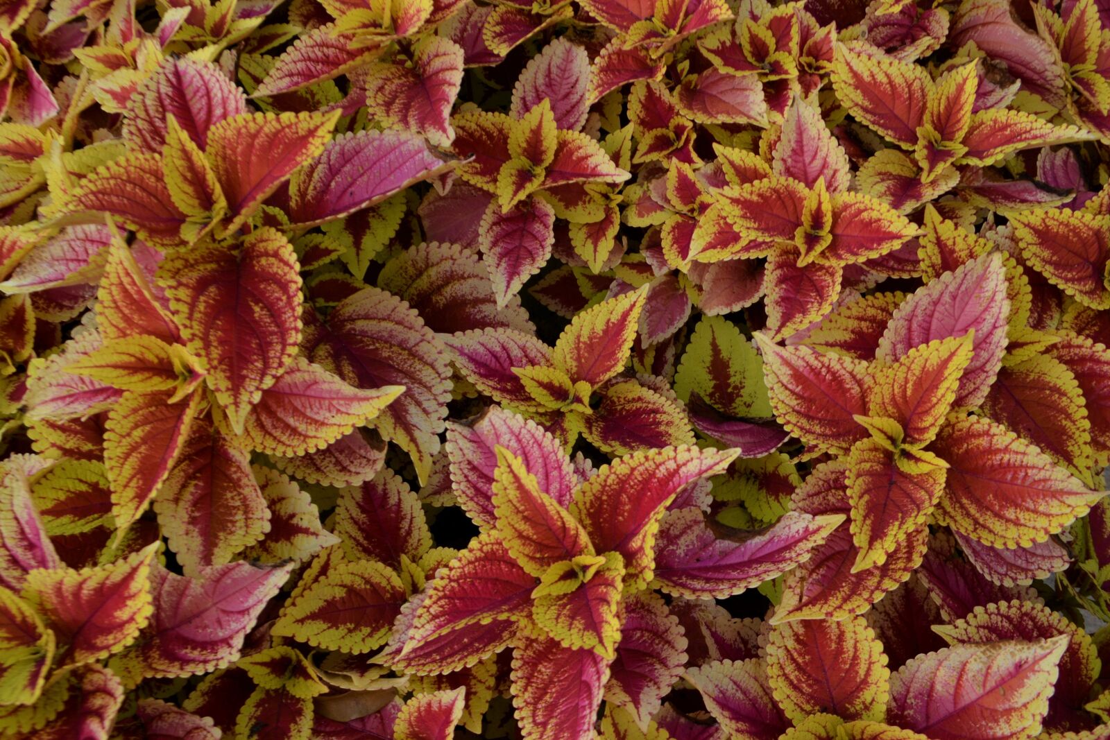 Nikon D3100 sample photo. Coleus plants, flowerbed, botany photography