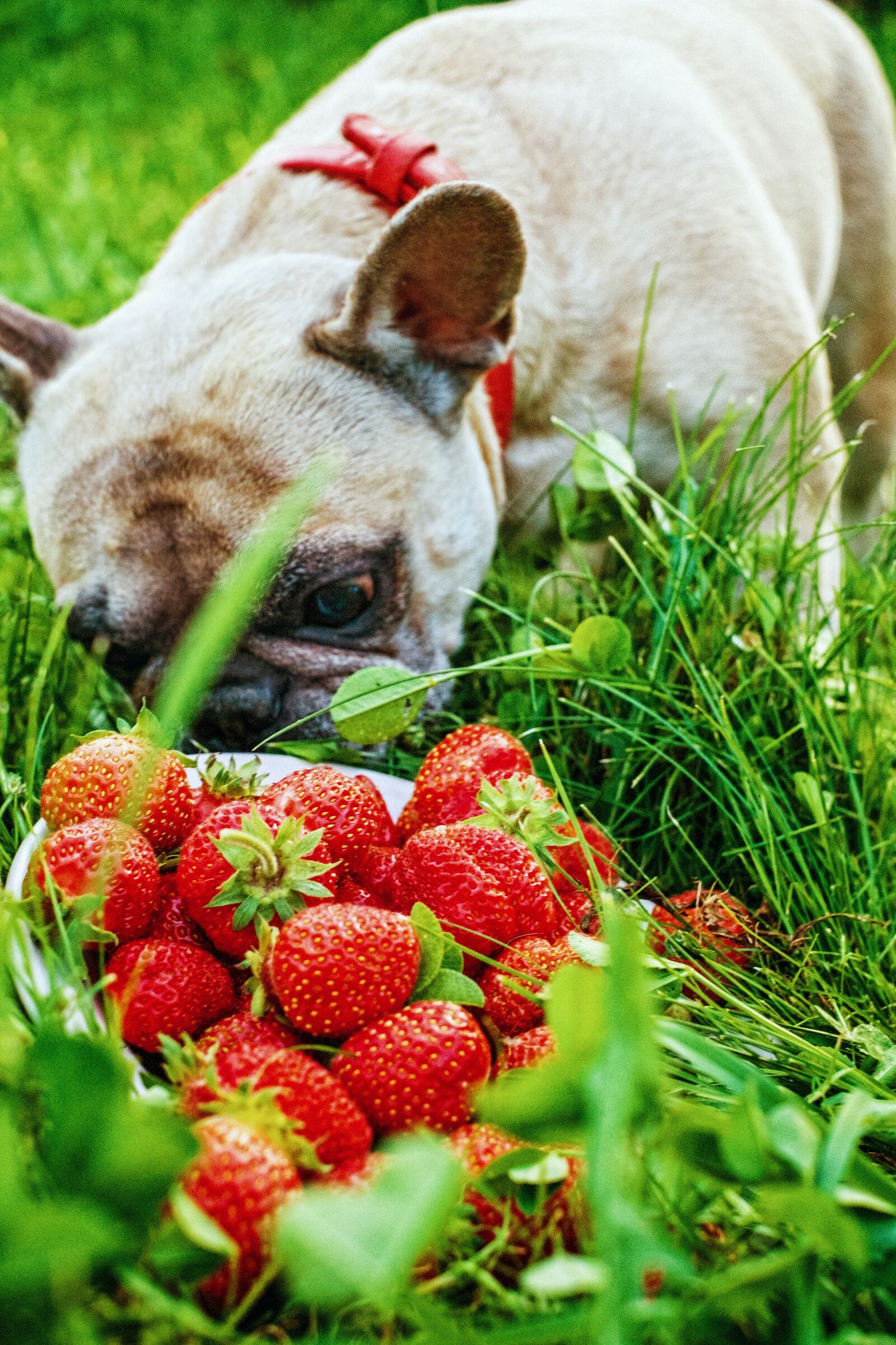 Fujifilm X-E1 + Fujifilm XF 35mm F1.4 R sample photo. French bulldog, strawberry, summer photography