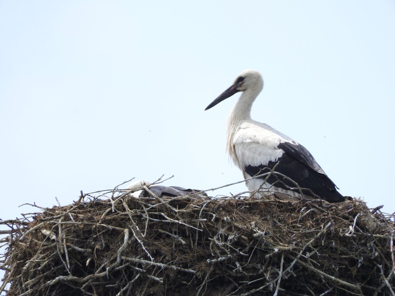 Nikon Coolpix P610 sample photo. Nature, bird, stork photography