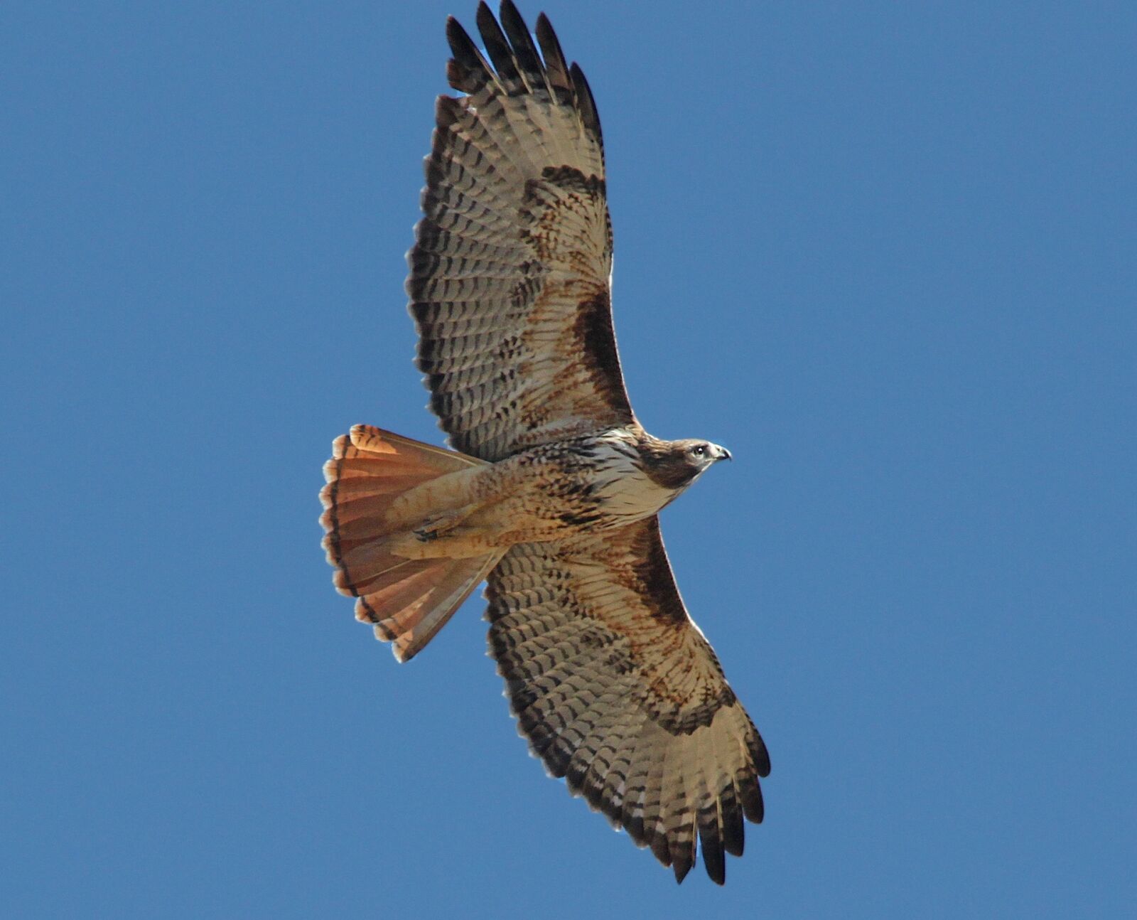 Canon EOS 500D (EOS Rebel T1i / EOS Kiss X3) sample photo. Red tailed hawk, bird photography