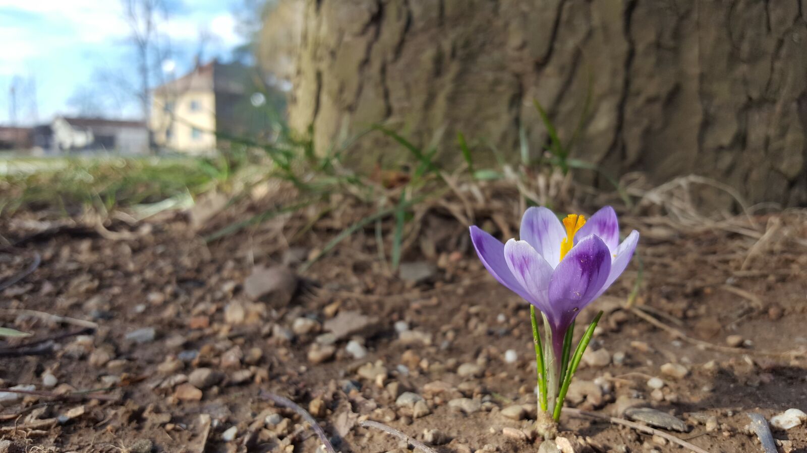 Samsung Galaxy S6 sample photo. Flower, sarajevo, purple photography