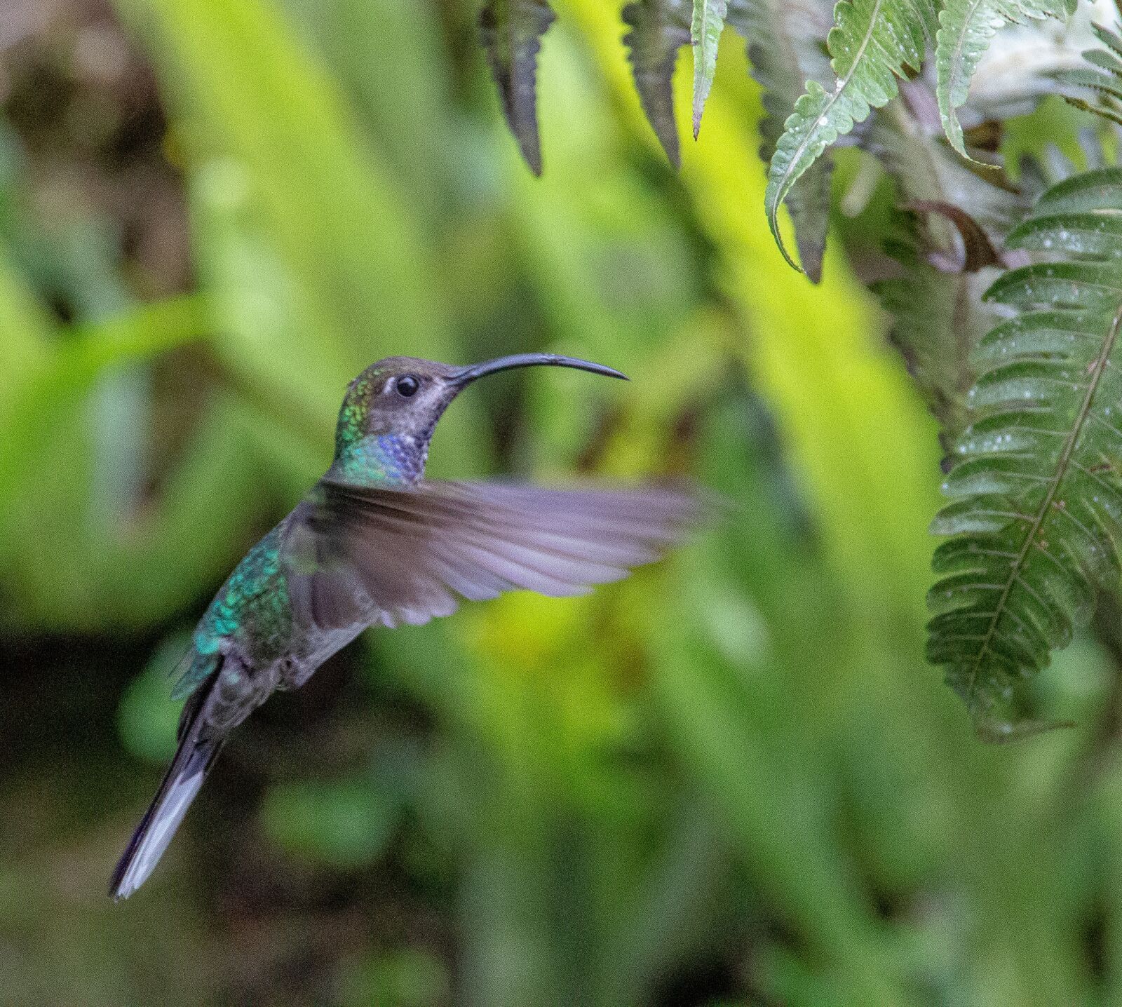 Canon EOS 700D (EOS Rebel T5i / EOS Kiss X7i) sample photo. Costa rica, bird, rainforest photography