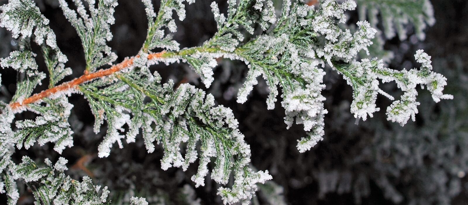 Olympus E-520 (EVOLT E-520) sample photo. Frost, winter, nature photography