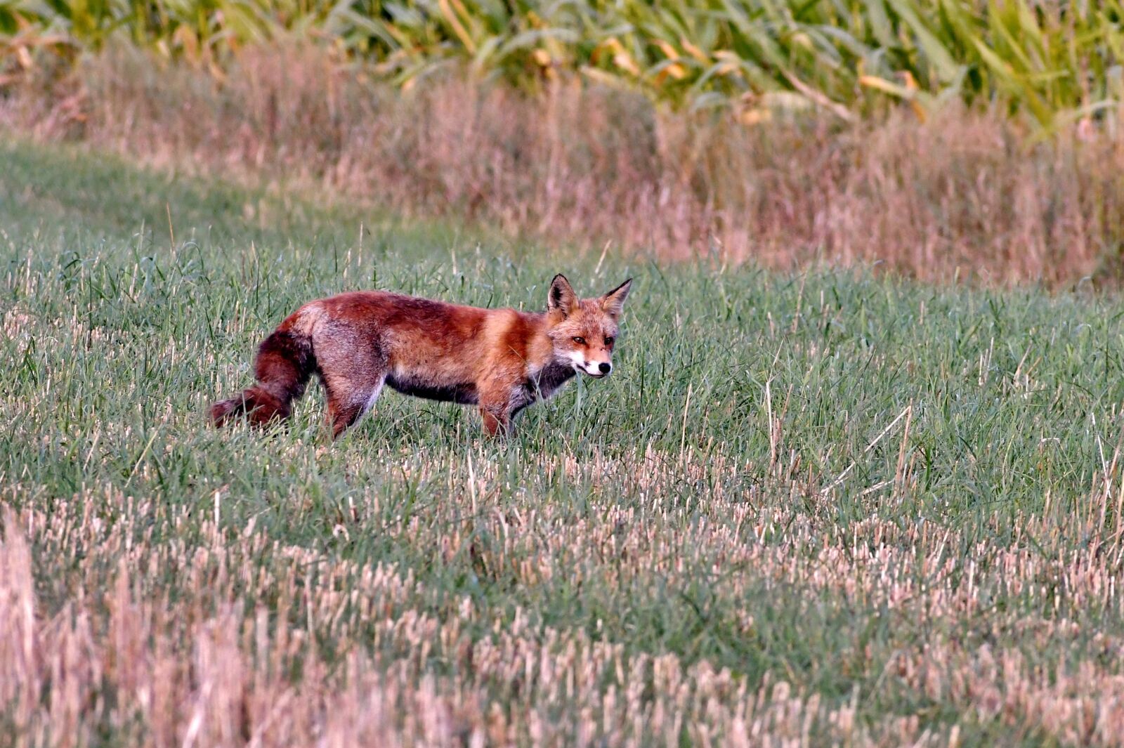 Nikon D500 sample photo. Fox, predator, wild photography