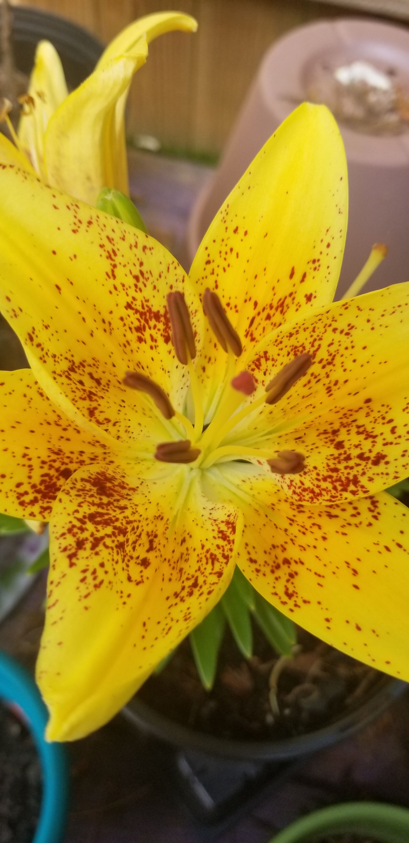 Samsung Galaxy S8+ sample photo. Lilly, flower, yellow photography