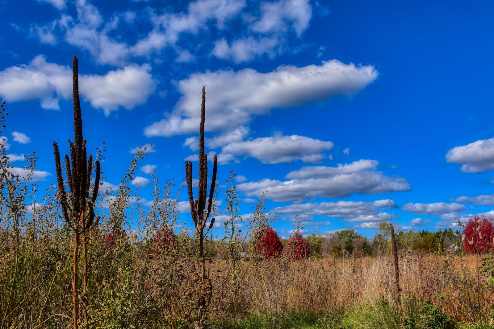 Nikon D5500 sample photo. Fall, prairie, nature photography