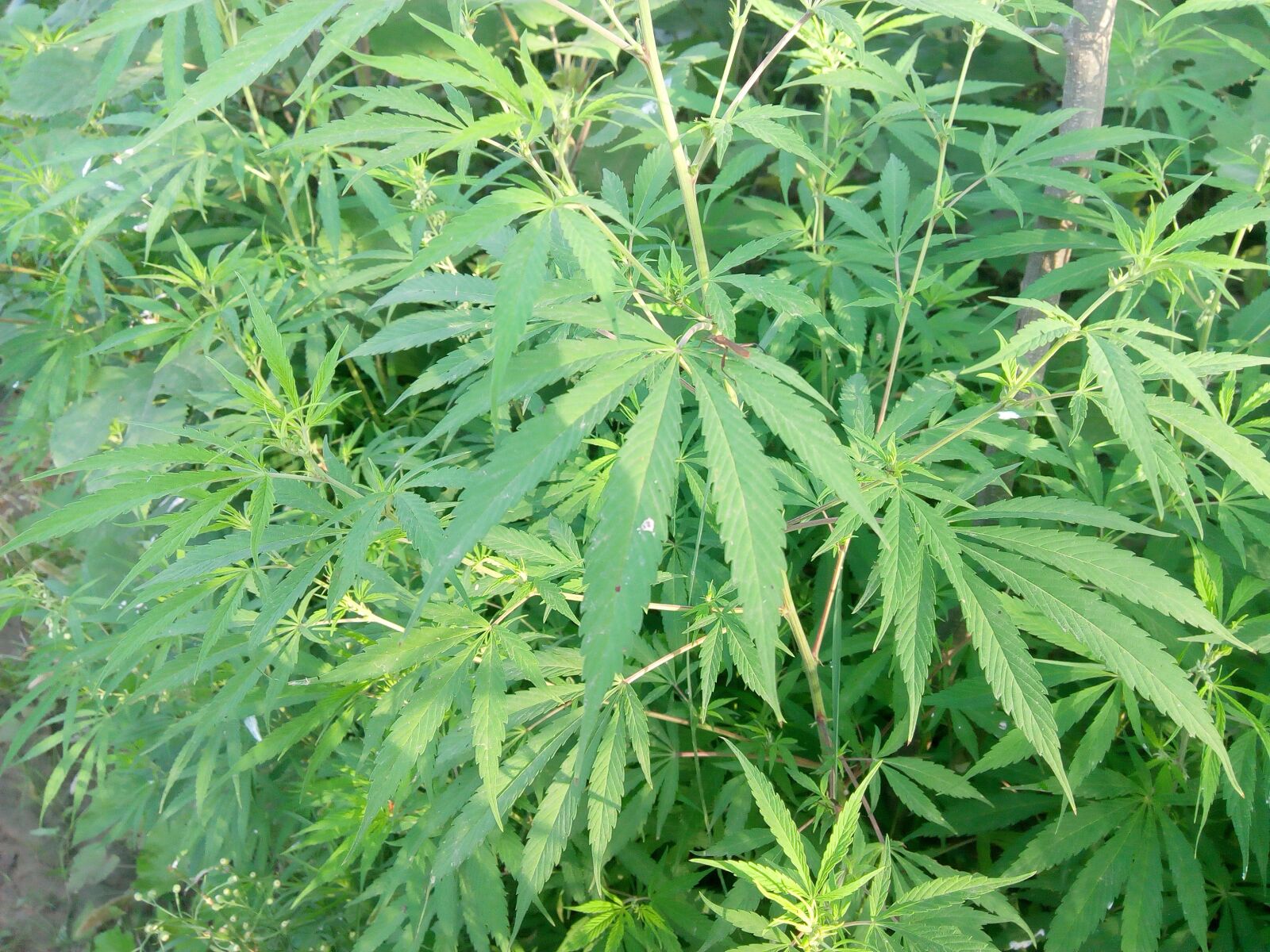 Infinix HOT5 sample photo. Grass, green, post photography