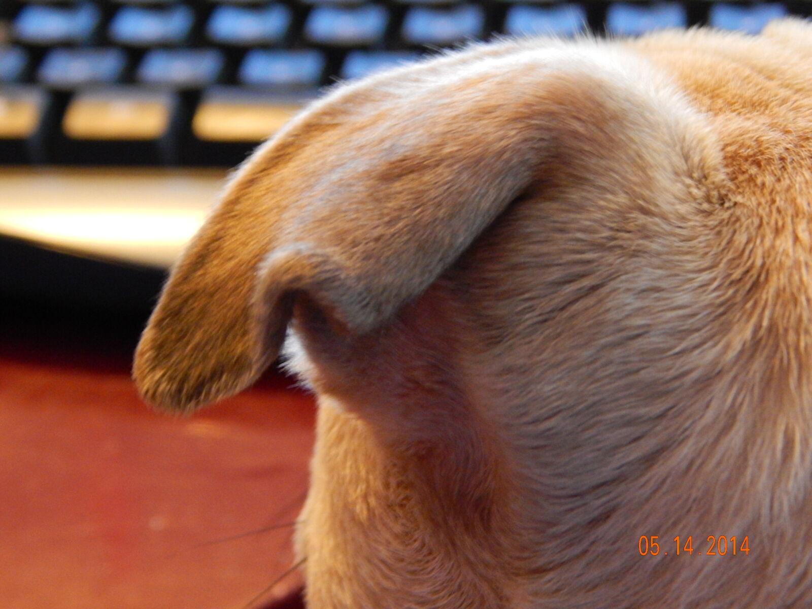 Nikon Coolpix L820 sample photo. Dog, dog, ear, fur photography