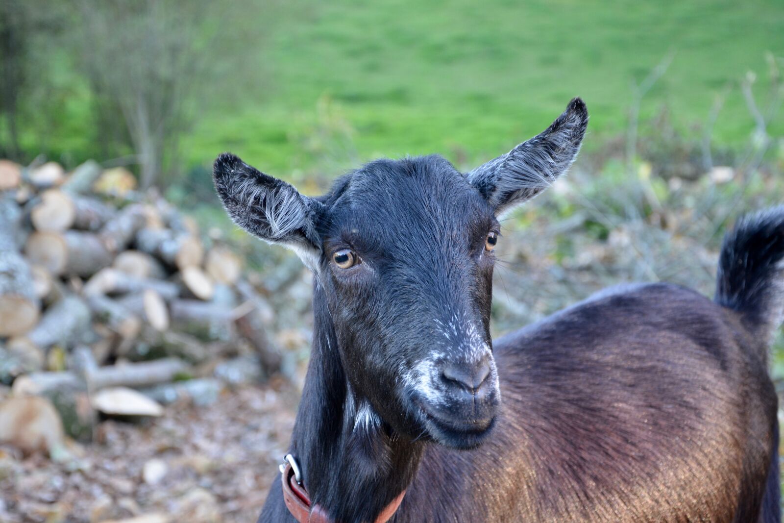 Nikon D5200 sample photo. Goat, goat nemo, herbivore photography