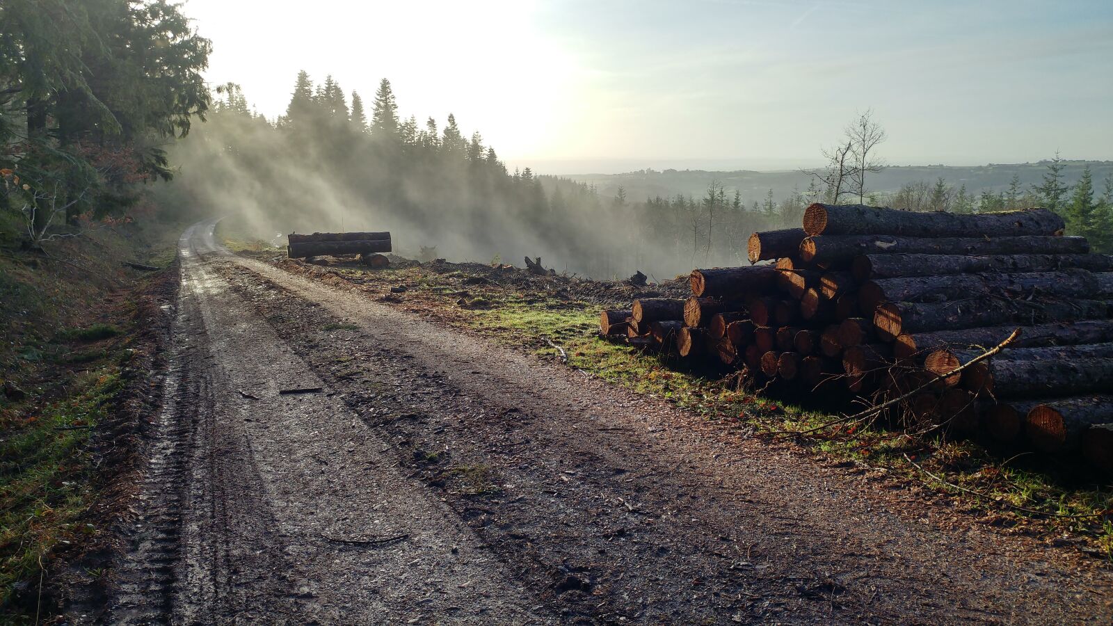 LG G5 sample photo. Logs, forest, mist photography