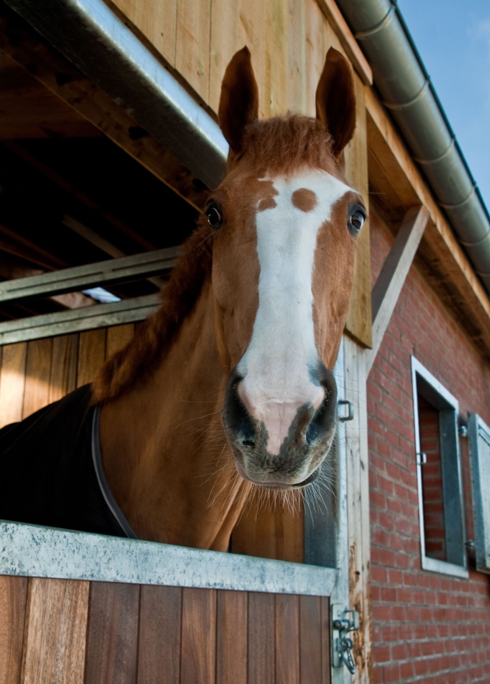 Nikon D300 sample photo. Horse, window, to watch photography
