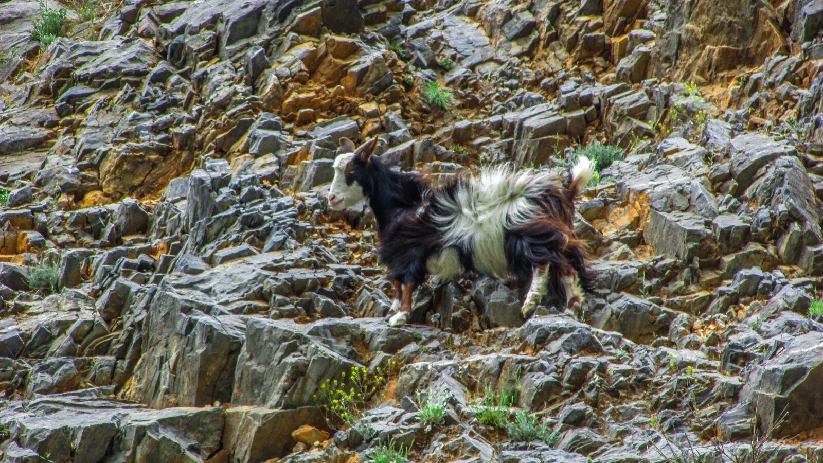 Canon PowerShot SX400 IS sample photo. Goat, animal, cliff photography
