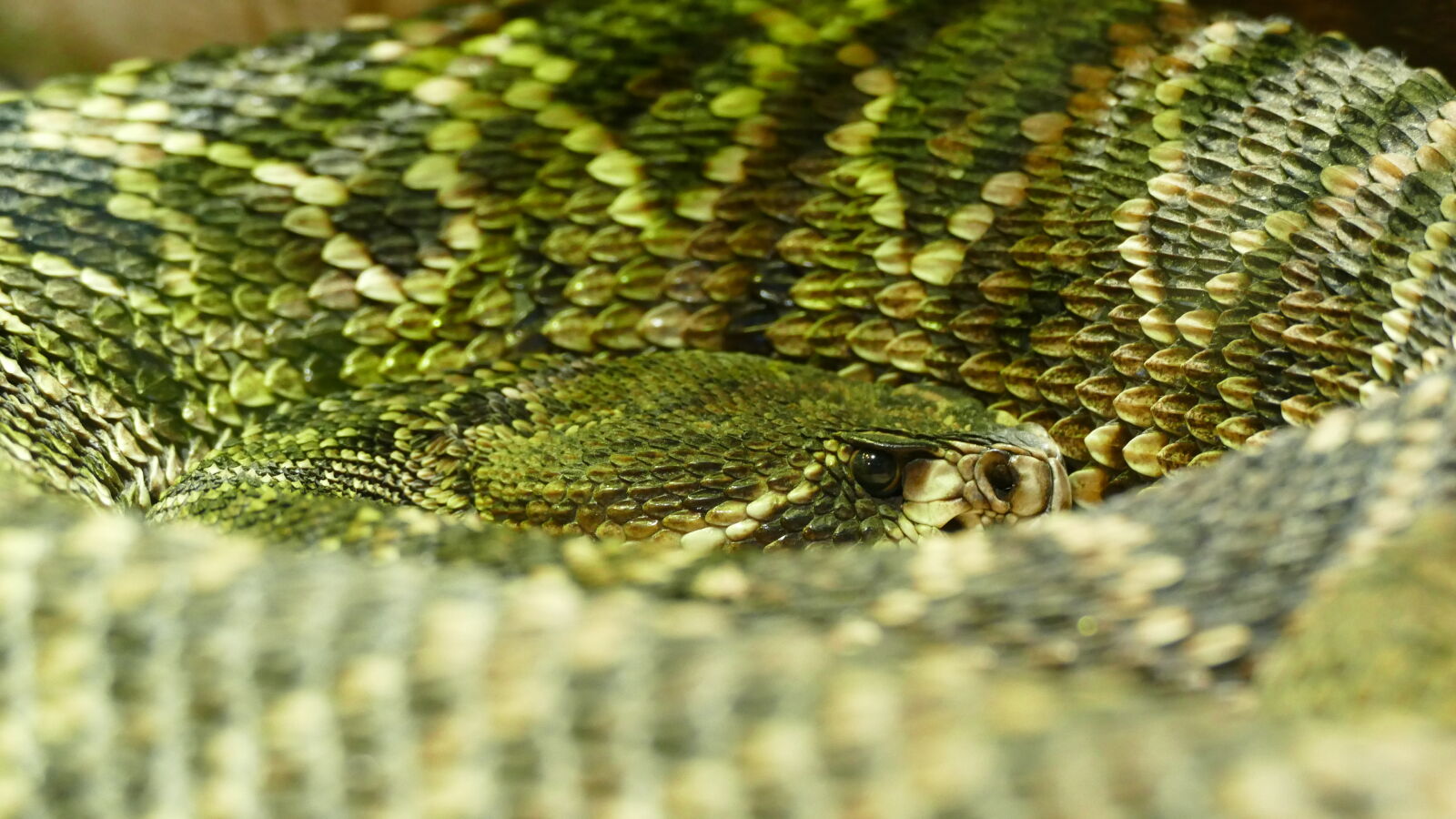 Panasonic Lumix DMC-FZ1000 sample photo. Animal, animal, photography, camouflage photography