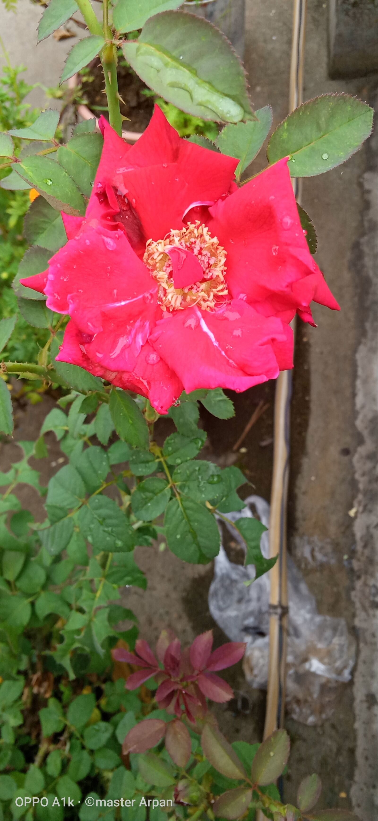 OPPO A1K sample photo. Beautiful, red, rose photography
