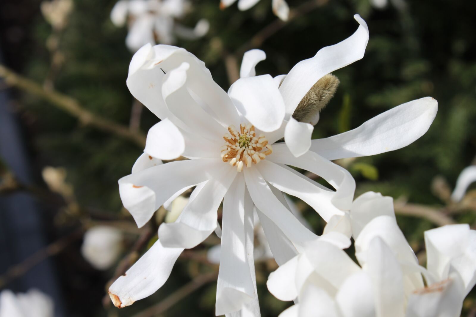 Canon EOS 500D (EOS Rebel T1i / EOS Kiss X3) sample photo. Flowers, nature, spring photography