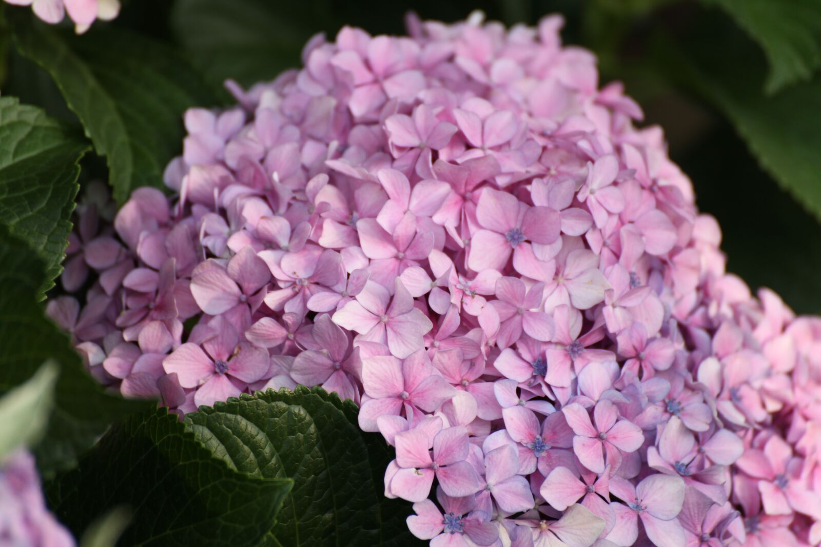 Canon EOS 5D Mark II sample photo. Flower, blossom, garden photography